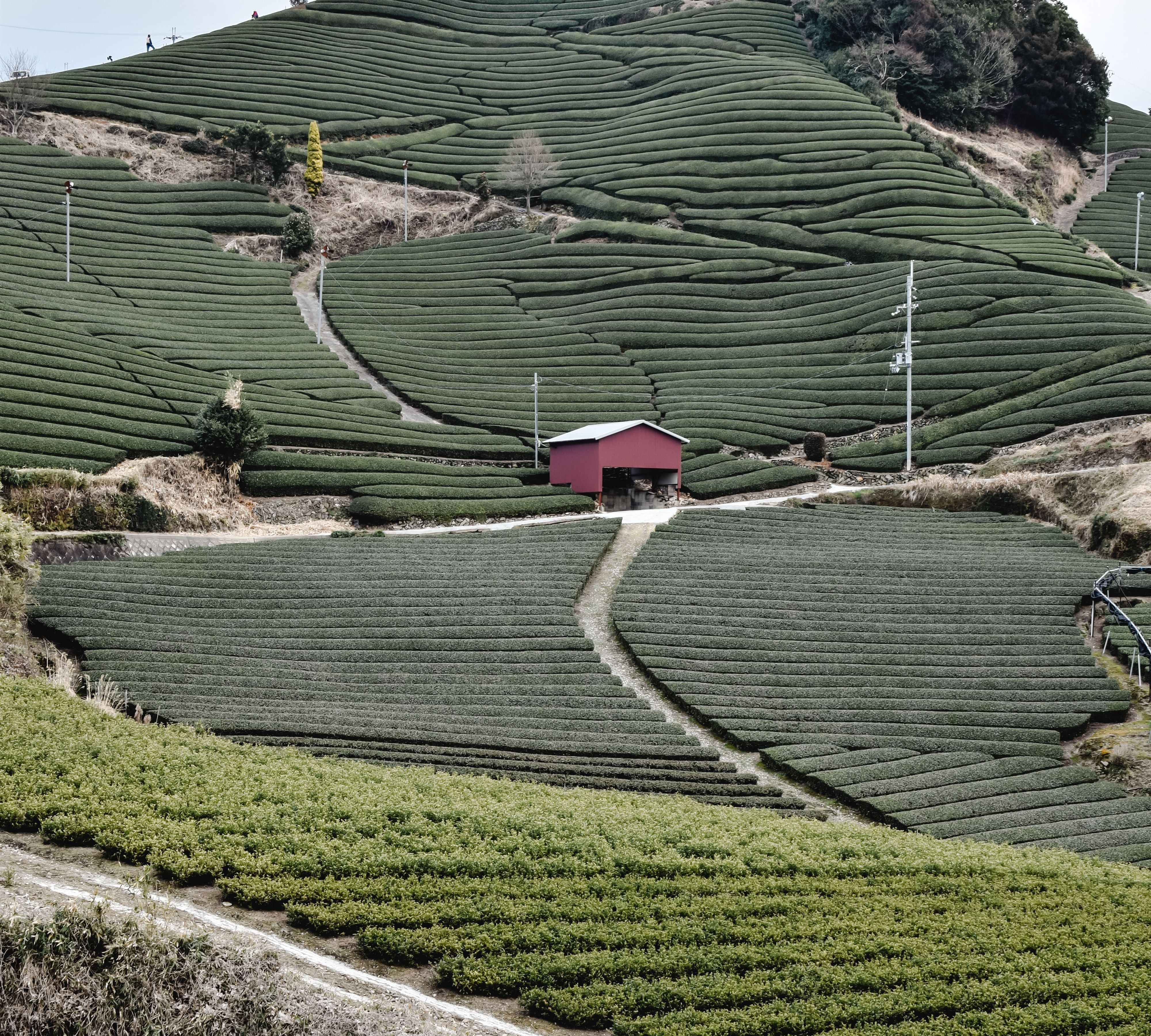 2026 Uji Matcha Market Update: What We Saw on the Ground